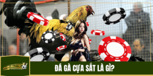 Đá gà cựa sắt là gì?