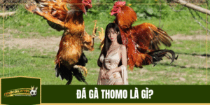 Đá Gà Thomo Là Gì? 